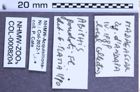 Etiketten zu Abiphis goudoti (Fleutiaux, 1942) (NHMW-ZOO-COL-0008204)